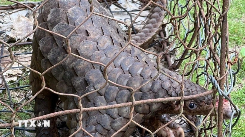 Yêu cầu xóa bỏ các tụ điểm buôn bán các loài động vật hoang dã trái quy định - Ảnh 1.