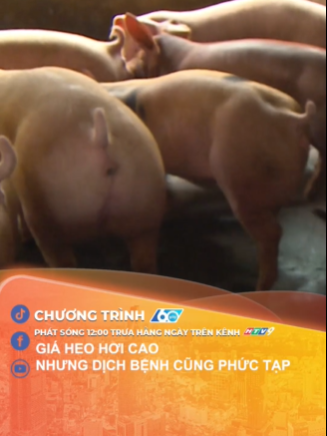 Giá heo hơi cao nhưng dịch bệnh cũng phức tạp