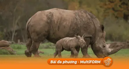 Anh: Sở thú Whipsnade ra mắt tê giác trắng phương Nam 1 tháng tuổi