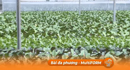 Nông dân TP.HCM tham quan, học tập mô hình nông nghiệp công nghệ cao tại Hải Phòng, Quảng Ninh