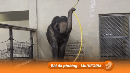 Ấn tượng trước khả năng sử dụng vòi sáng tạo và biểu cảm của loài voi