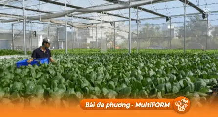 Thách thức trong canh tác nông nghiệp hữu cơ tại TP.HCM