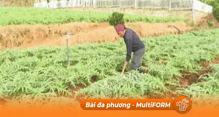 Thắt chặt liên kết vùng sản xuất nông sản tại TP.HCM