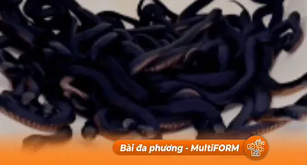 Australia: Phát hiện hơn 100 con rắn độc sau nhà
