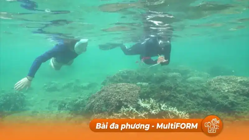 Ứng dụng A.I. để bảo vệ các rạn san hô