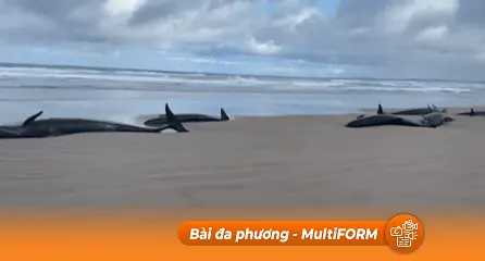 Hơn 150 con cá heo dạt vào bãi biển đảo Tasmania, Úc