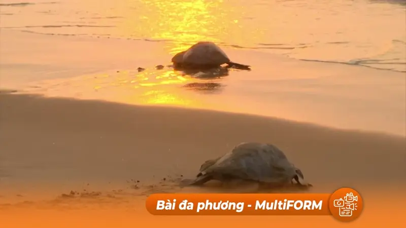 Hàng trăm ngàn con rùa cùng xuất hiện tại một bờ biển