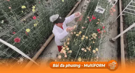 Nhiều giống hoa mới tại hội chợ hoa cẩm chướng Colombia 2025