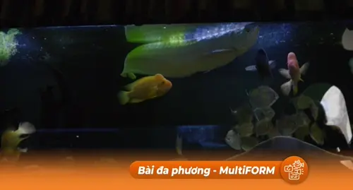 Thủy cung Kramatorsk – Khoảng lặng an bình bên cạnh chiến trường khốc liệt ở Ukraina