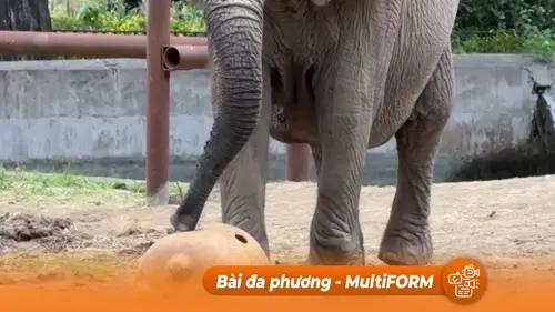 "Cô" voi Châu Phi chuyển nhà đến Brazil ở tuổi 35