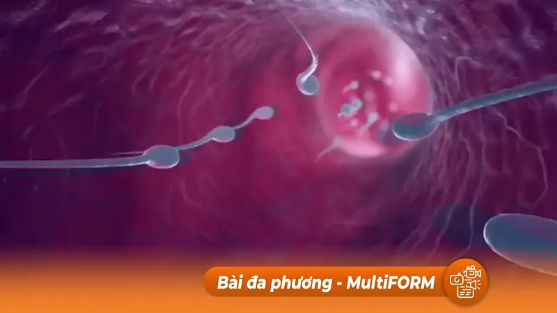 Phát hiện vi nhựa trong dịch nang buồng trứng người