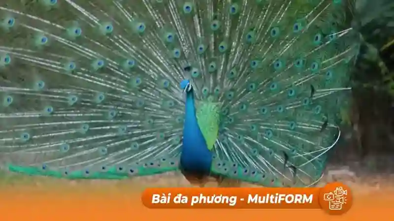Bang Florida, Mỹ hạn chế số lượng chim công vì quá ồn