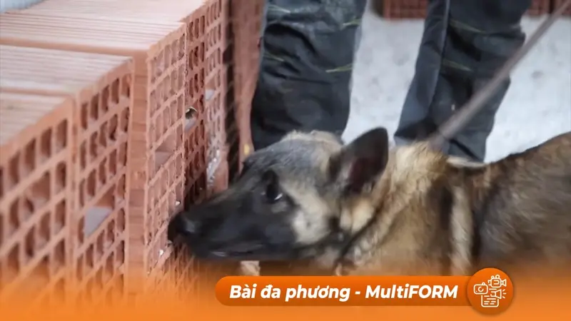 Trung tâm đặc biệt chuyên đào tạo chó nghiệp vụ: phát hiện bom mìn ở Bosnia và Herzegovina