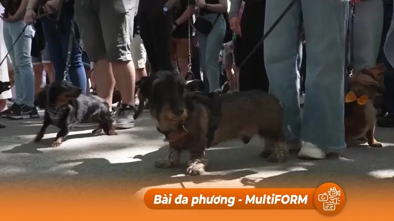 Cuộc diễu hành chó dachschund lớn nhất Hungary