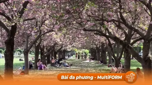 Ngắm hoa anh đào tại Mỹ và Uzbekistan