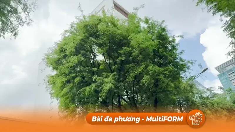 Cây xanh TP.HCM "kêu cứu": Giải pháp cấp bách từ chuyên gia