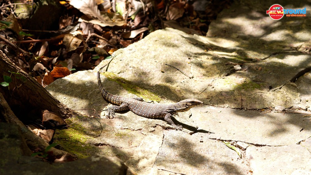 Du lịch thực chất cùng Côn Đảo xanh - Ảnh 9.