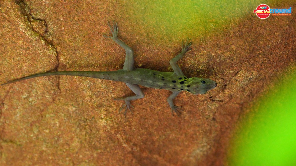 Du lịch thực chất cùng Côn Đảo xanh - Ảnh 7.