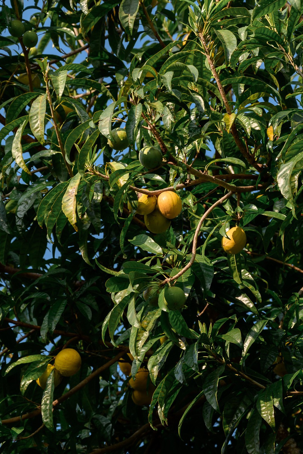 Chuyện “bỏ phố về quê” và nông trại ngựa giữa đại ngàn - Ảnh 19.