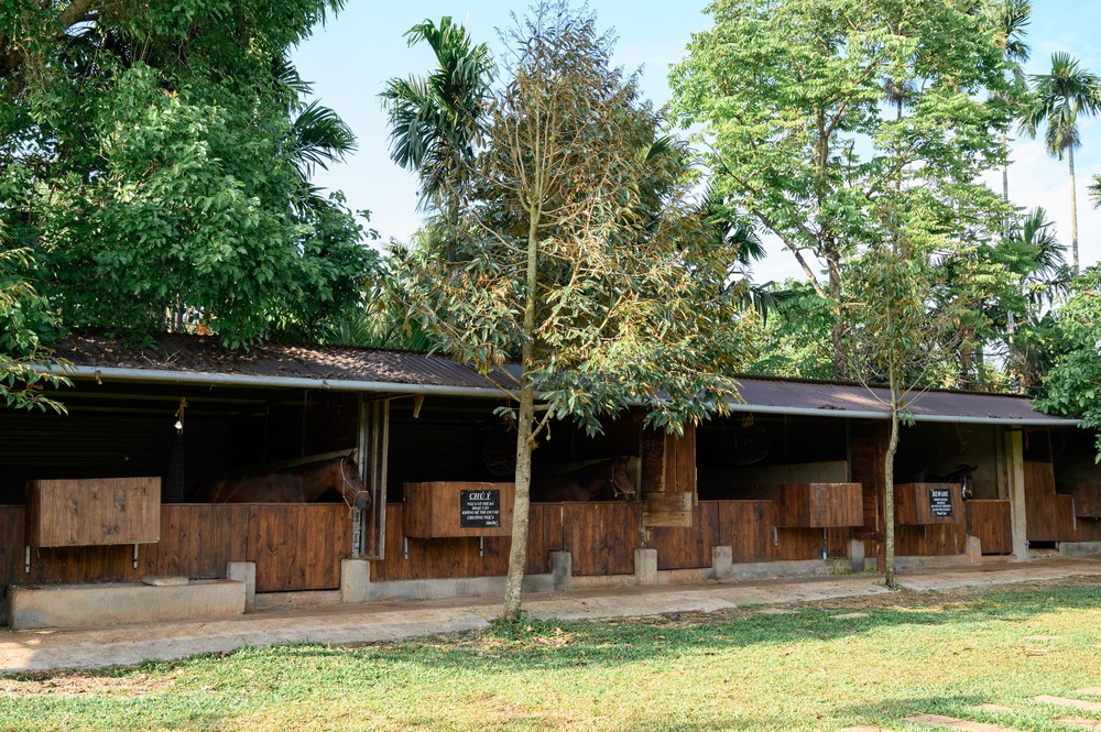 Chuyện “bỏ phố về quê” và nông trại ngựa giữa đại ngàn - Ảnh 16.