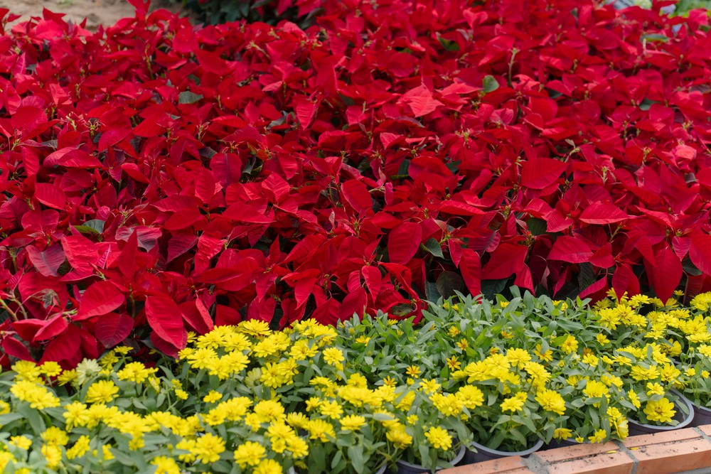 Đường hoa Nguyễn Huệ Tết Bính Ngọ 2026: Đánh dấu chương mới của siêu đô thị quốc tế- Ảnh 9. Đường hoa Nguyễn Huệ Tết Bính Ngọ 2026: Đánh dấu chương mới của siêu đô thị quốc tế - Ảnh 9.