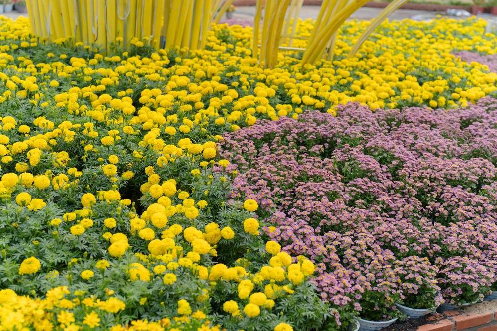 Đường hoa Nguyễn Huệ Tết Bính Ngọ 2026: Đánh dấu chương mới của siêu đô thị quốc tế- Ảnh 11. Đường hoa Nguyễn Huệ Tết Bính Ngọ 2026: Đánh dấu chương mới của siêu đô thị quốc tế - Ảnh 11.