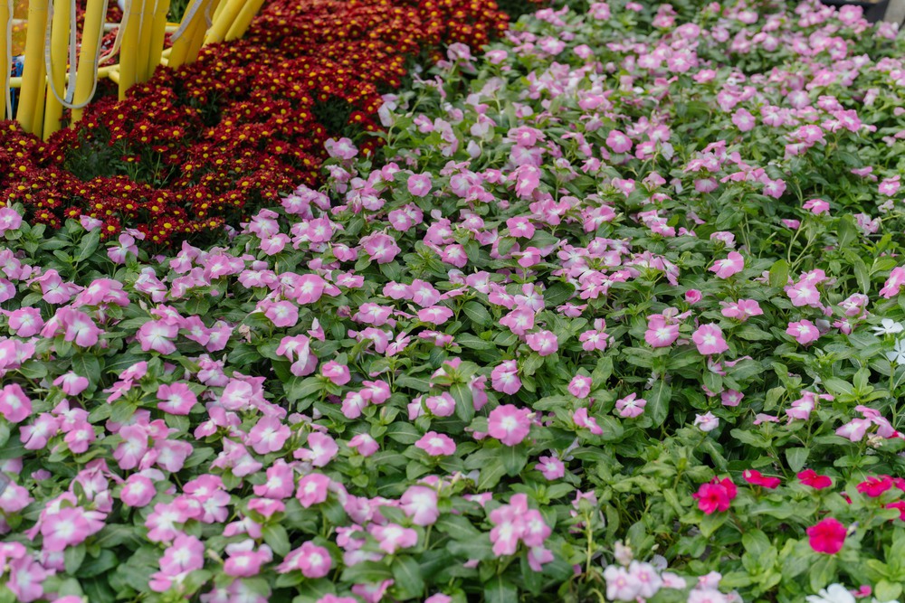 Đường hoa Nguyễn Huệ Tết Bính Ngọ 2026: Đánh dấu chương mới của siêu đô thị quốc tế- Ảnh 8. Đường hoa Nguyễn Huệ Tết Bính Ngọ 2026: Đánh dấu chương mới của siêu đô thị quốc tế - Ảnh 8.