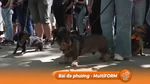 Cuộc diễu hành chó dachschund lớn nhất Hungary