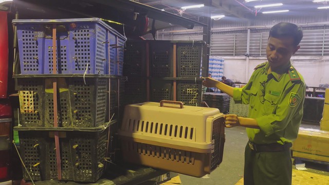 Phát hiện hàng trăm chim cu ngói bị vận chuyển không giấy tờ hợp pháp - Ảnh 2.