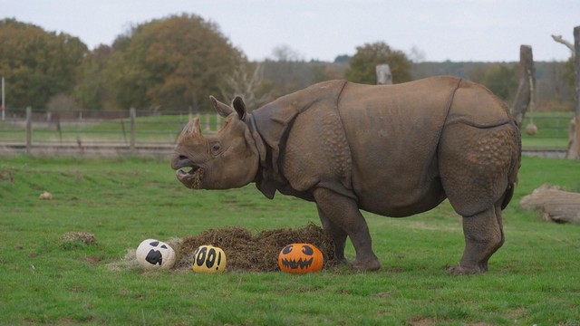 Anh: Tận hưởng lễ hội Halloween sớm ở vườn thú Whipsnade - Ảnh 3.