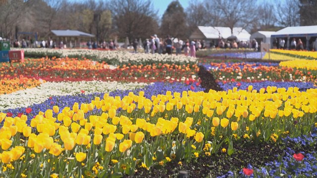 Australia: Rực rỡ lễ hội hoa Floriade lần thứ 38 - Ảnh 1.