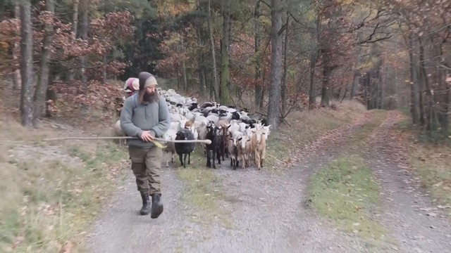 Giữ gìn bản sắc chăn thả cừu trên núi cao ở Bohemia, Cộng Hòa Séc - Ảnh 1.