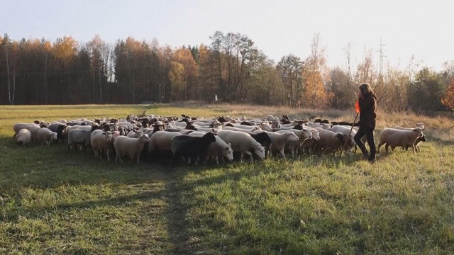 Giữ gìn bản sắc chăn thả cừu trên núi cao ở Bohemia, Cộng Hòa Séc - Ảnh 2.