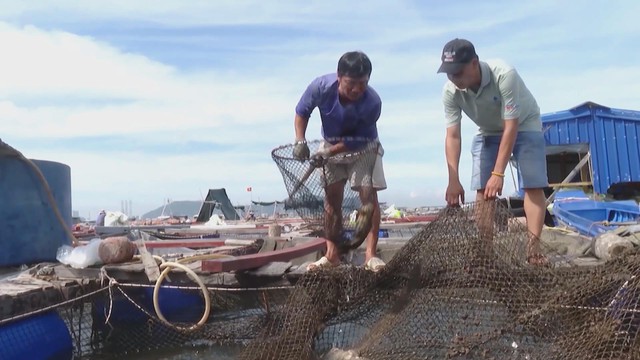 VƯƠN KHƠI 4 | TP. HỒ CHÍ MINH: NGÀNH NUÔI TRỒNG THỦY SẢN TĂNG TRƯỞNG CAO - Ảnh 2.