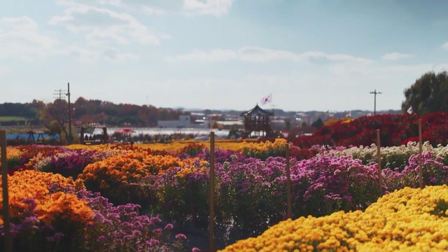 Cánh đồng hoa cúc nở rộ tại Lễ hội Seosan (Hàn Quốc)- Ảnh 2. Cánh đồng hoa cúc nở rộ tại Lễ hội Seosan (Hàn Quốc)- Ảnh 2.