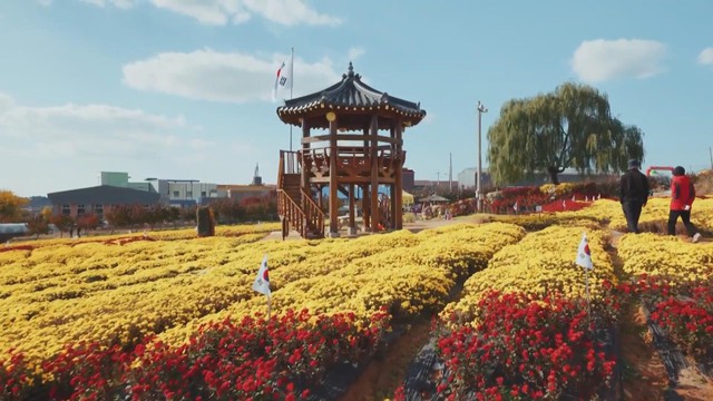 Cánh đồng hoa cúc nở rộ tại Lễ hội Seosan (Hàn Quốc)- Ảnh 1. Cánh đồng hoa cúc nở rộ tại Lễ hội Seosan (Hàn Quốc)- Ảnh 1.