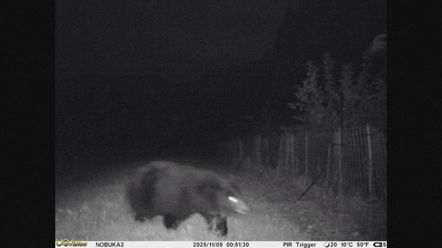 Dùng drone đuổi gấu ở Nhật Bản - Ảnh 1.