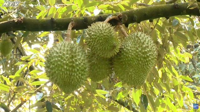 Cùng HTV Hành động xanh 2025 - Tập 19: Bộ sản phẩm tuần hoàn từ các phế phẩm sầu riêng - Ảnh 1.