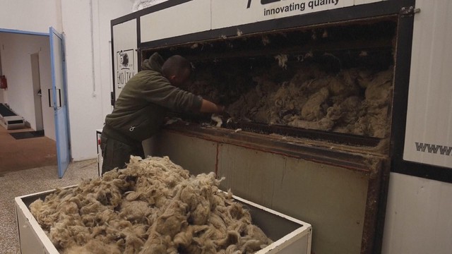 Biến lông cừu thừa thành phân bón hữu cơ tại Croatia- Ảnh 1.