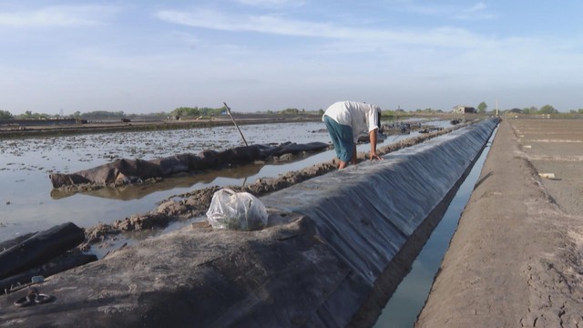 Mưa kéo dài, diêm dẫn trễ vụ muối - Ảnh 1.