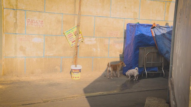 60 Giây ngày 27/11/2025 I TP. Hồ Chí Minh: Chủ nuôi chó mèo bắt buộc phải khai báo với chính quyền - Ảnh 4.