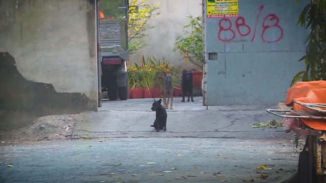 60 Giây ngày 27/11/2025 I TP. Hồ Chí Minh: Chủ nuôi chó mèo bắt buộc phải khai báo với chính quyền - Ảnh 3.