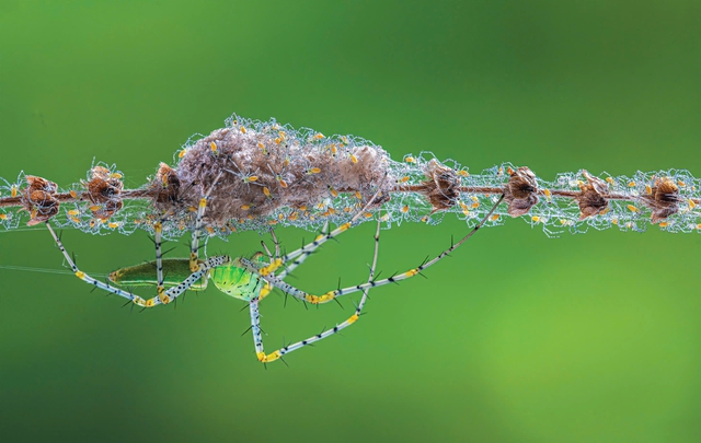 "Vũ điệu từ thiên nhiên" 2025: Triển lãm ảnh đa dạng sinh học ngoạn mục tại TP. Hồ Chí Minh- Ảnh 8. "Vũ điệu từ thiên nhiên" 2025: Triển lãm ảnh đa dạng sinh học ngoạn mục tại TP. Hồ Chí Minh- Ảnh 8.