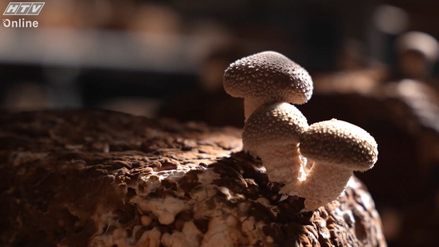 Việt Nam đi là ghiền - Mùa 4 - Tập 35: Trồng nấm hữu cơ tại Lạc Dương - Ảnh 1.
