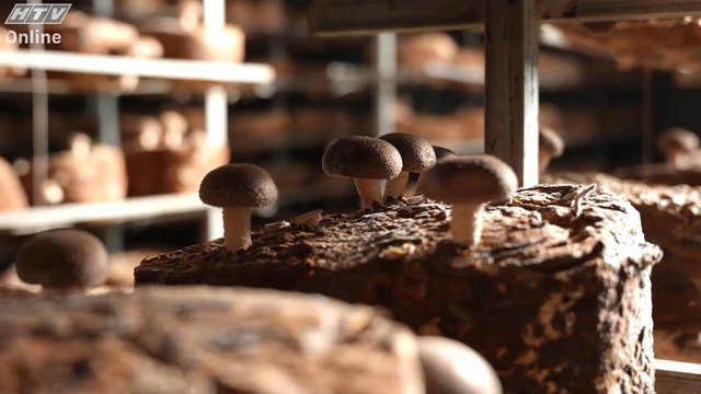 Việt Nam đi là ghiền - Mùa 4 - Tập 35: Khám phá "Vương quốc nấm" tại Lạc Dương - Ảnh 1.
