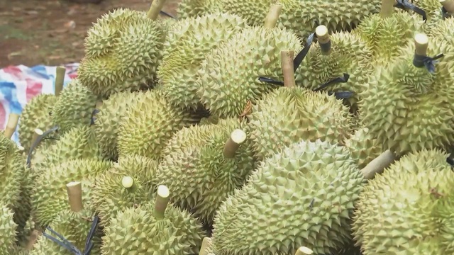 Xuất khẩu rau quả tăng tốc, kỳ vọng cán mốc tỷ đô trong năm 2025 - Ảnh 3.