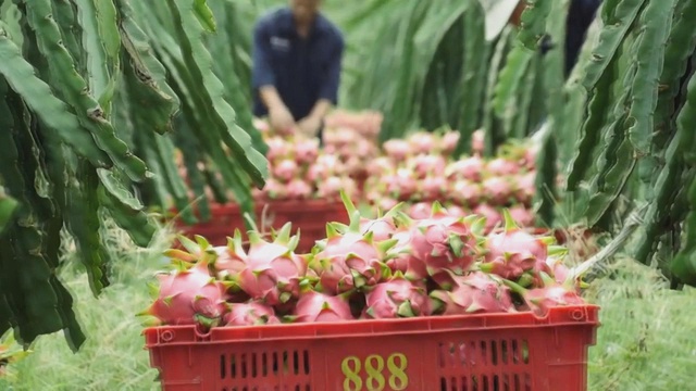 Xuất khẩu rau quả tăng tốc, kỳ vọng cán mốc tỷ đô trong năm 2025 - Ảnh 4.