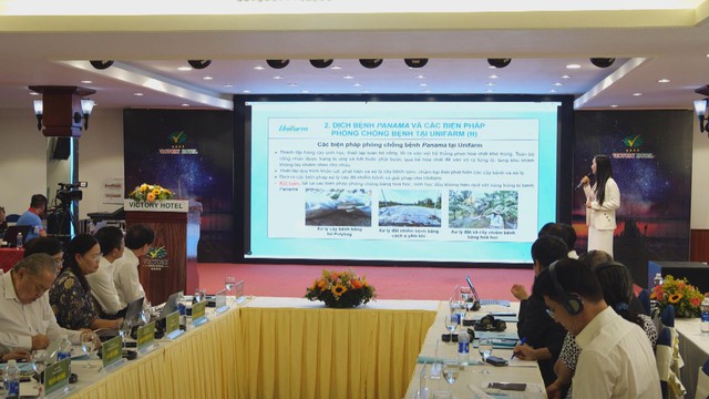 Khắc phục bệnh héo vàng, chuối Việt nỗ lực xuất khẩu chạm mốc 1 tỷ USD - Ảnh 1.