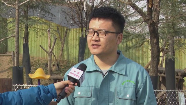 Gấu trúc nâu trắng Qi Zai “tập gym” chống rét âm 30°C - Ảnh 1.