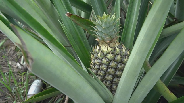 60 Giây ngày 02/12/2025 | Đảm bảo an toàn vệ sinh thực phẩm cho trẻ sau lũ lớn - Ảnh 3.